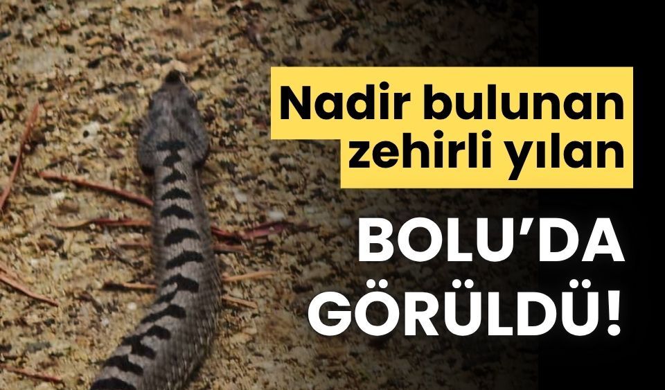 Nadir bulunan zehirli yılan, Bolu'da görüldü
