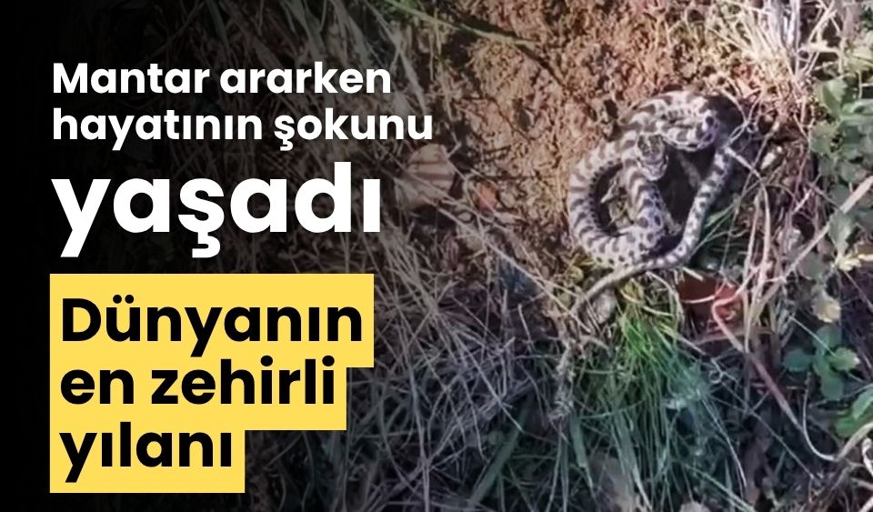 Mantar ararken hayatının şokunu yaşadı