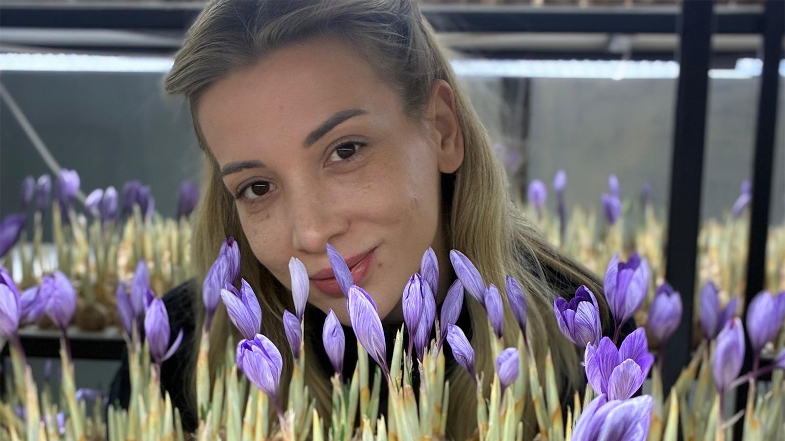 Bolu Safran Üretimi (1)