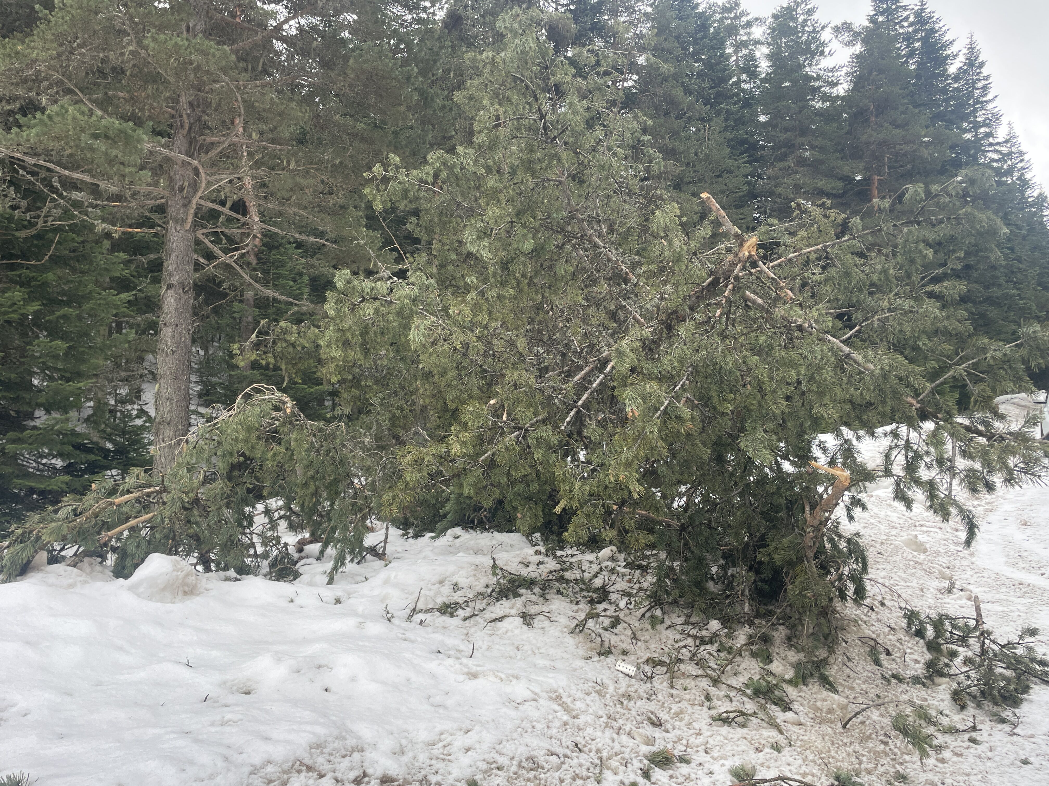 Bolu’da Rüzgar Ve Eriyen Kar Çam Ağaçlarını Devirdi (7)