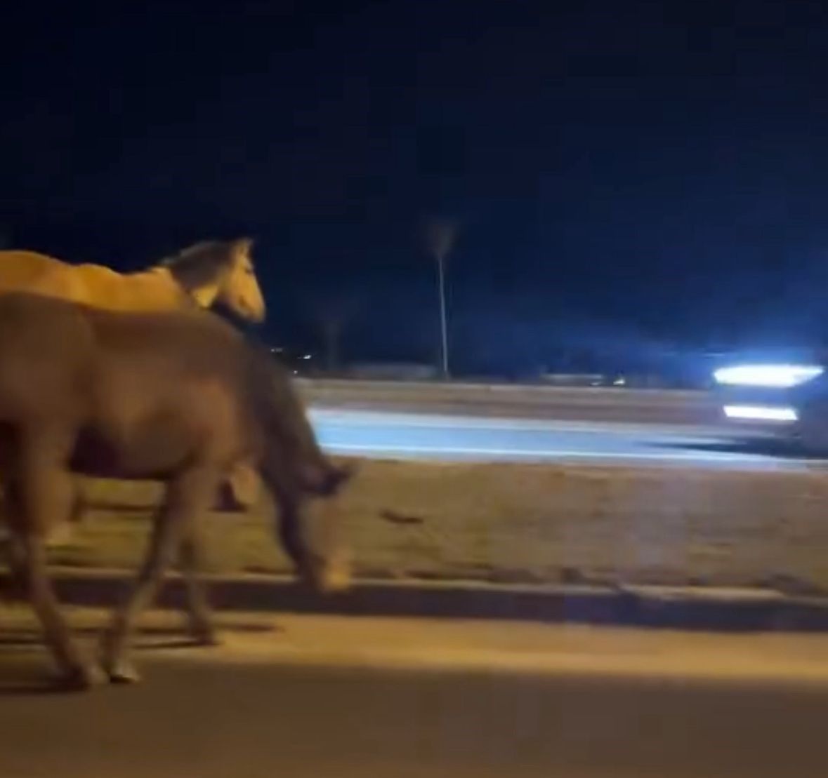 Bolu’da Sıra Dışı Anlar Yılkı Atları Orta Refüjde Otladılar (2)