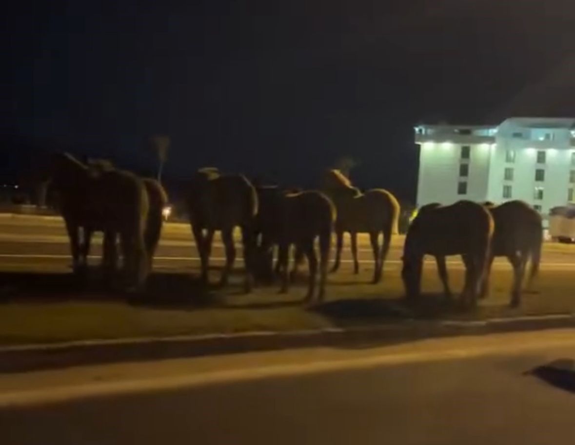 Bolu’da Sıra Dışı Anlar Yılkı Atları Orta Refüjde Otladılar (4)