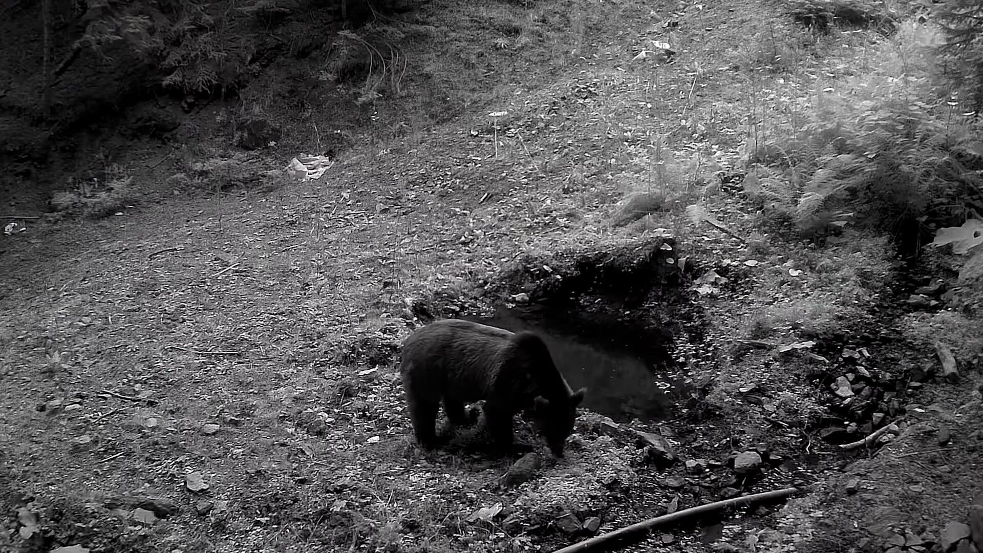 Bolu'da Yaban Hayatı Fotokapanlarla Görüntülendi (1)