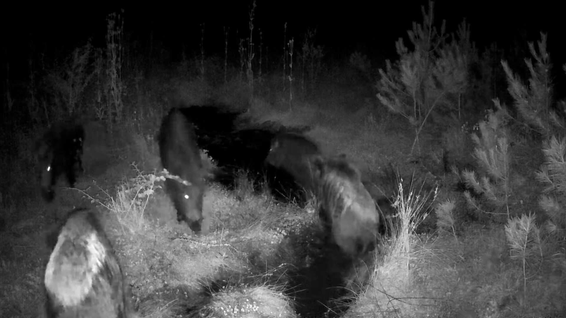 Bolu'da Yaban Hayatı Fotokapanlarla Görüntülendi (3)