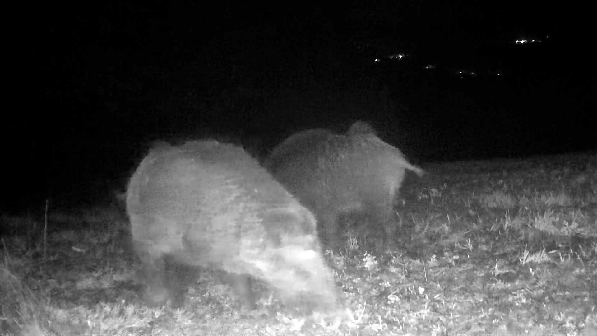 Bolu'da Yaban Hayatı Fotokapanlarla Görüntülendi (4)