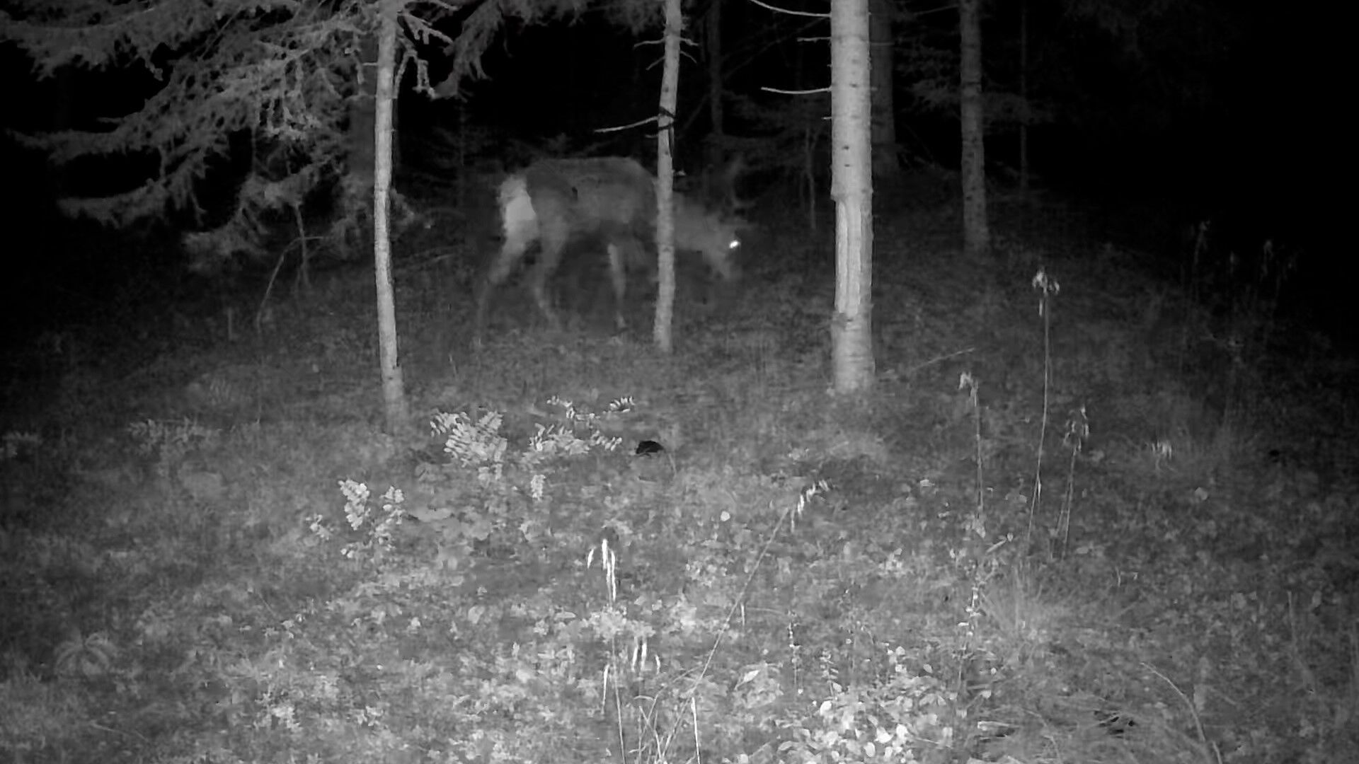 Bolu'da Yaban Hayatı Fotokapanlarla Görüntülendi (6)