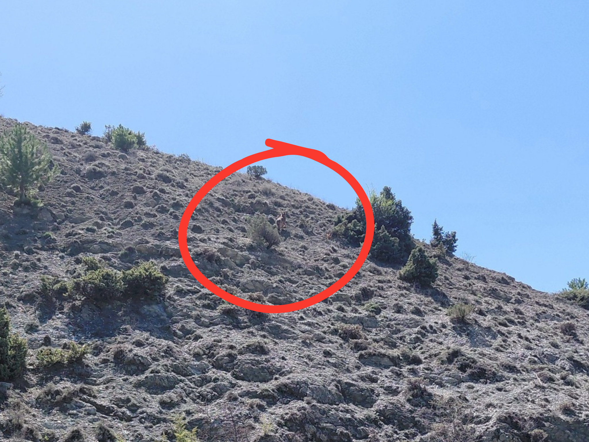 Fotorğafta Gizelenen Hayvanı Bulabilir Misiniz (2)