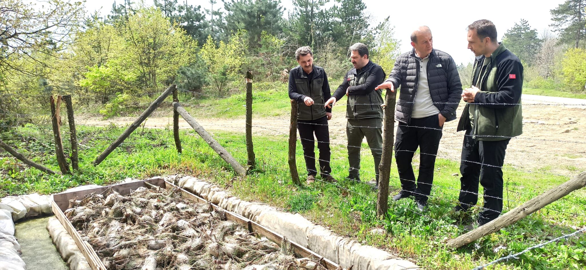 Kese Böceği Düzce (3)