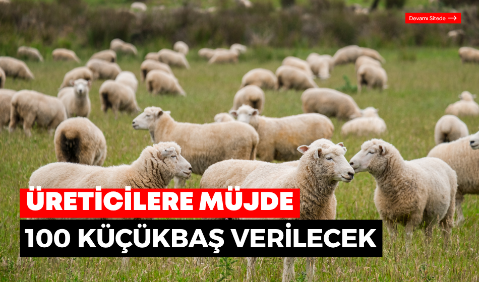 Destekleme başladı 100 küçükbaş verilecek