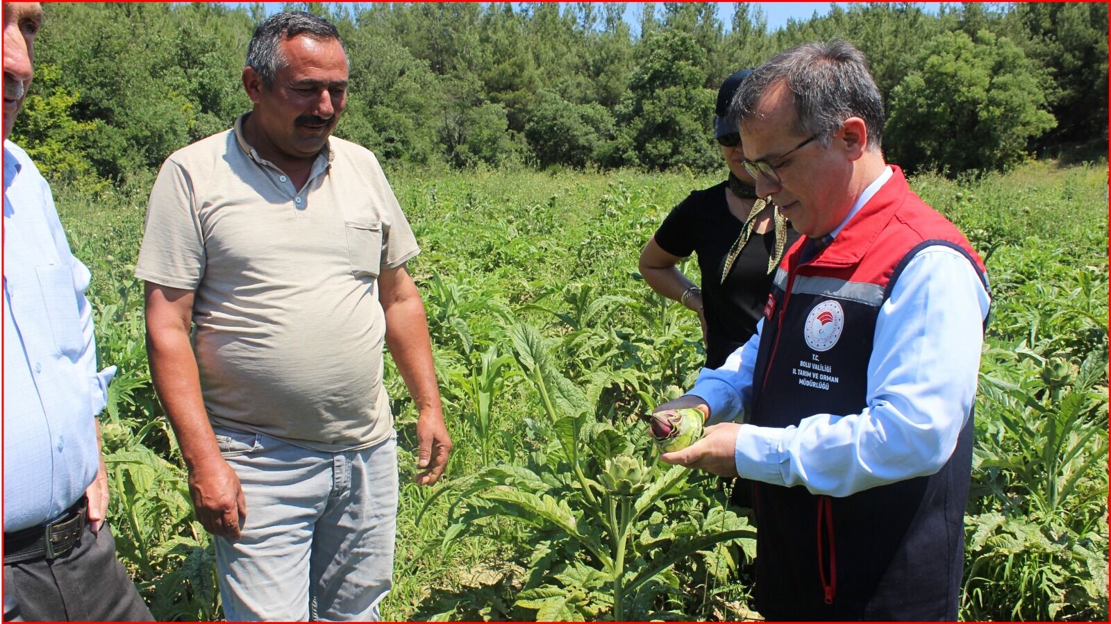 Bolu’da, enginar hasadı başladı
