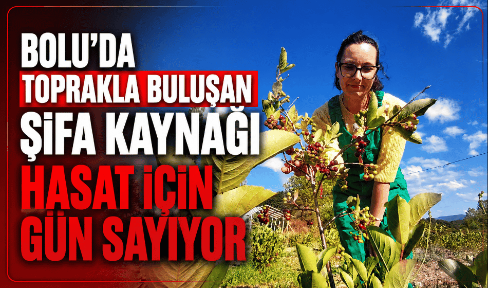 Kanser, şeker, tansiyonun doğal ilacı hasada hazırlanıyor