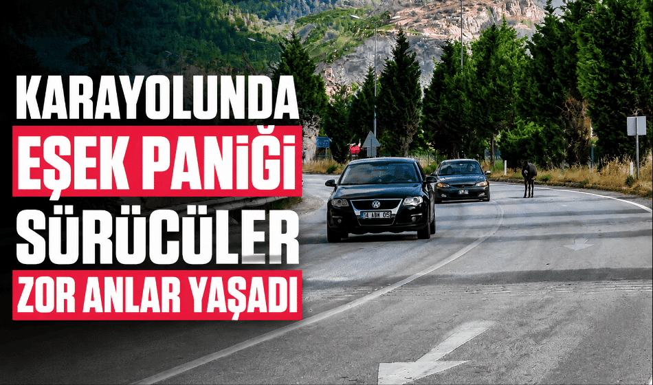 Kara Yoluna Çıkan Eşek Trafiği Tehlikeye Düşürdü (2)