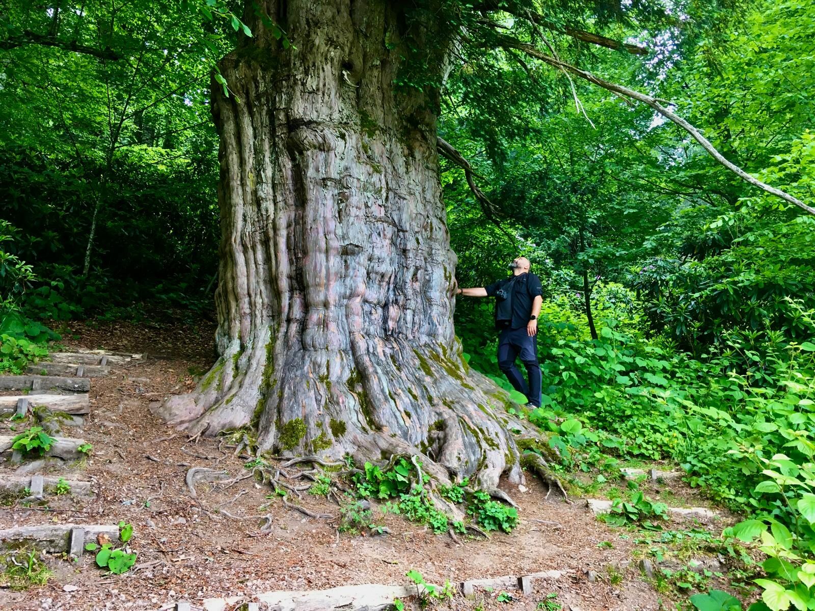 Zonguldak Alaplı Gümeli Porsuk Ağacı Tabiat Anıtı 1