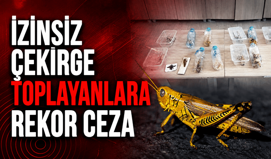 İzinsiz çekirge toplayan 2 kişiye 1,4 milyon lira ceza