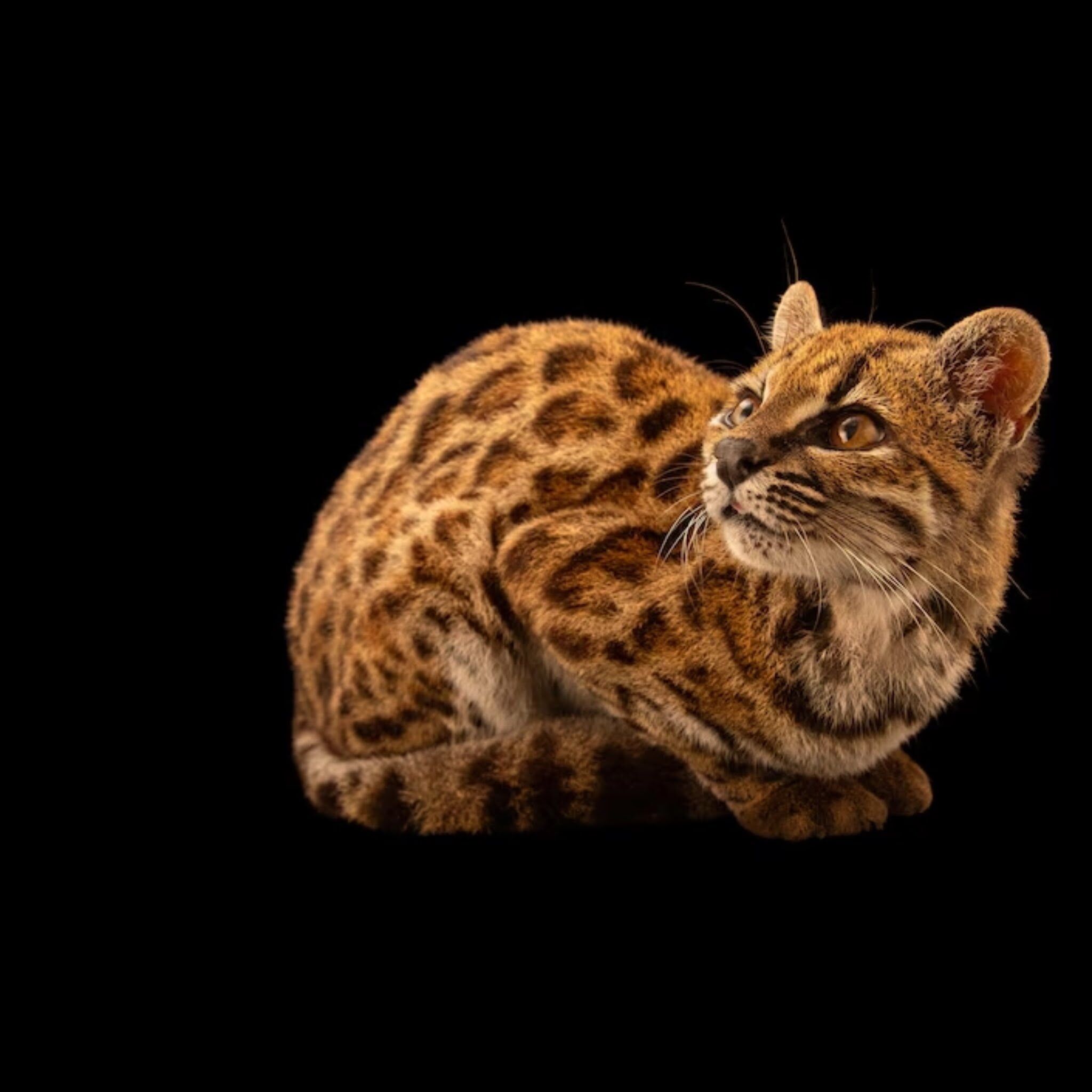 100 Yıl Sonra Bir Ilk! Yeni Kedi Türü Keşfedildi5