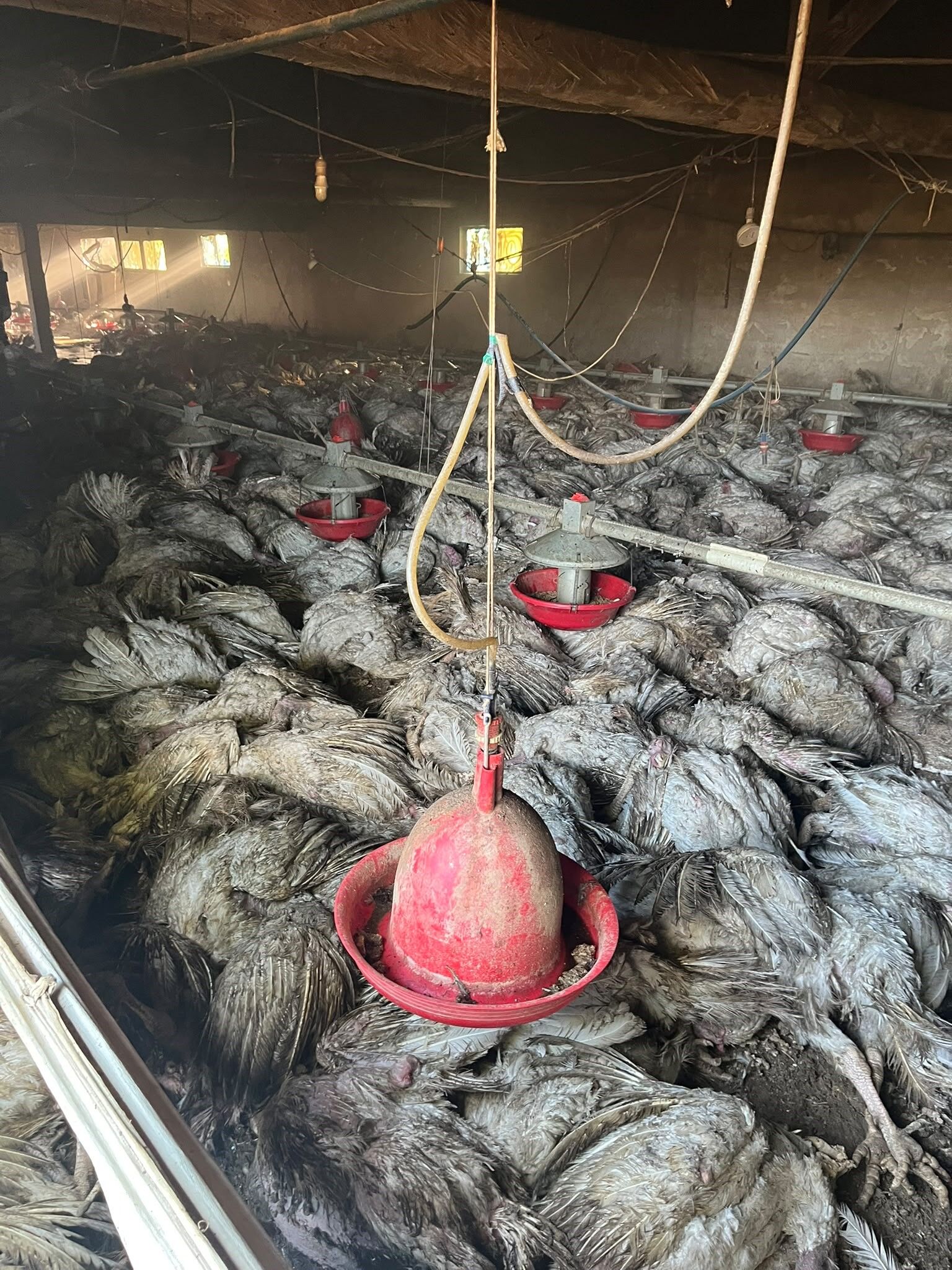 Hindiler Telef Oldu (3)