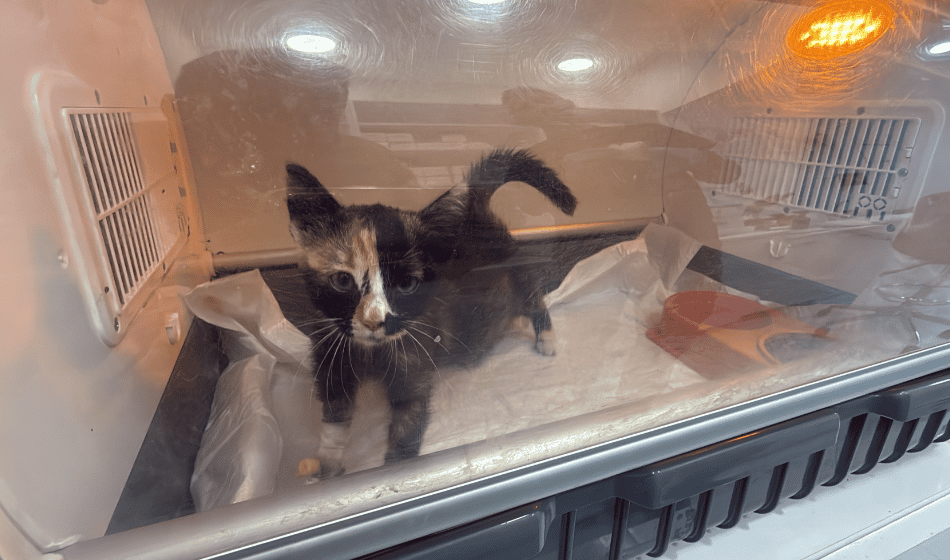 Binlerce kişiyi hastanelik eden şikayetler kedi ve köpeklerde de görüldü
