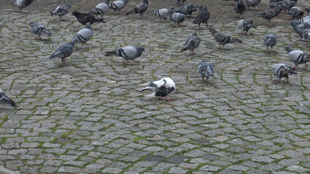 Bolu Beyaz Güvercin (2)