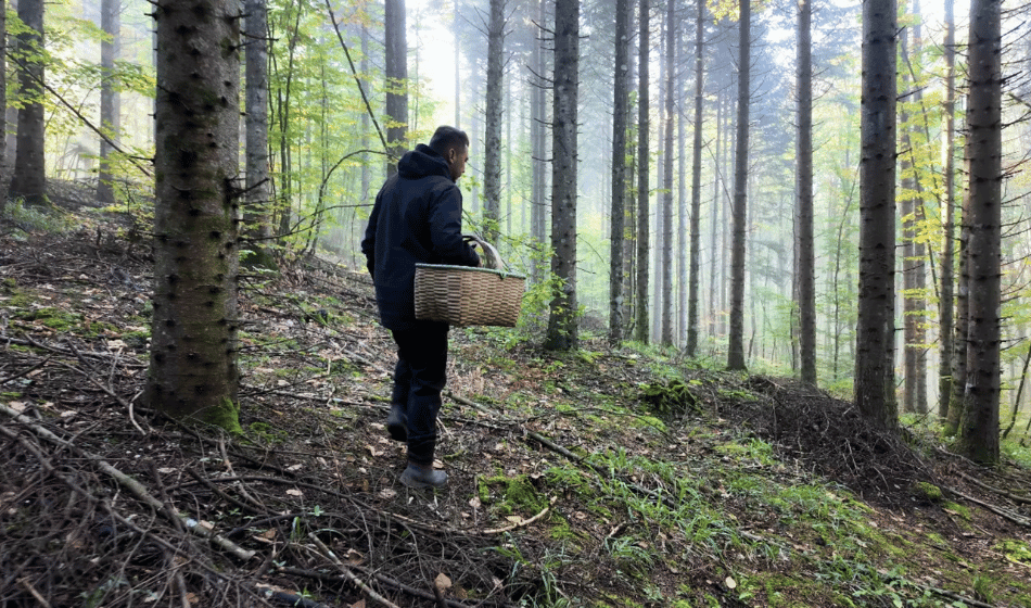 Bolu Gökhan Bilen, Mantar (8)