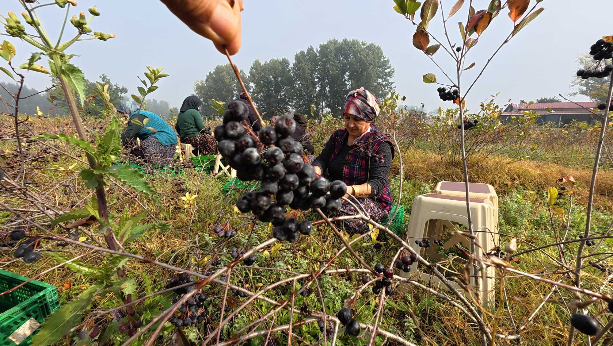 Bolu Mudurnu Aronya (3)